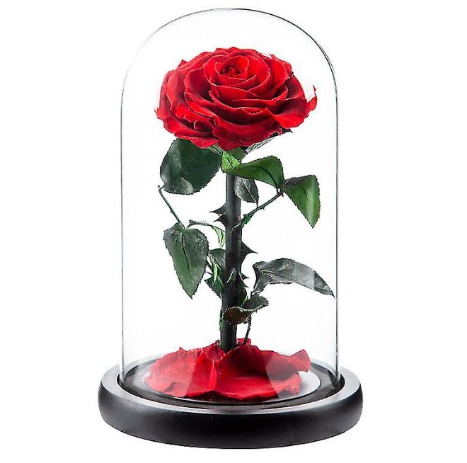Forever Preserved Roses I Single rose in A Glass Dome with Fairy Lights I Gifts for her I Forever Eternal Roses - BAS Kuwait Bab Al Saif White Standard