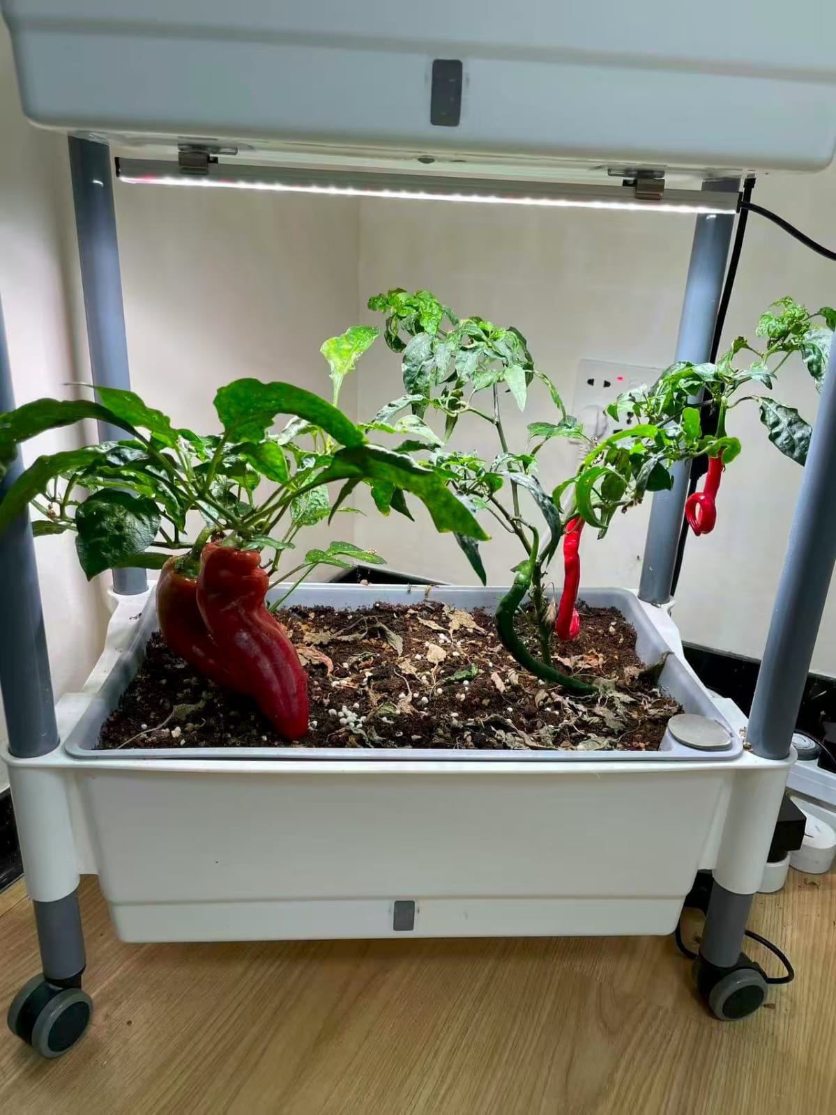 Self-Watering 3-Layer Indoor Gardening Rack with LED Grow Lights | Indoor Plants Growing System - BAS Kuwait Bab Al Saif