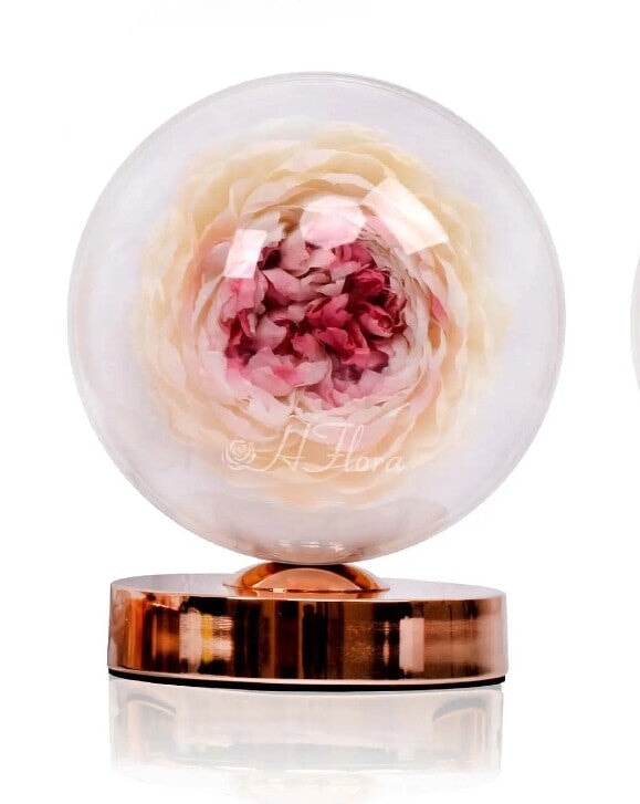 Preserved Peony table lamp in a Glass dome (2) I Gifts for her I Forever Eternal Roses - BAS Kuwait Bab Al Saif Soft Beige Standard 