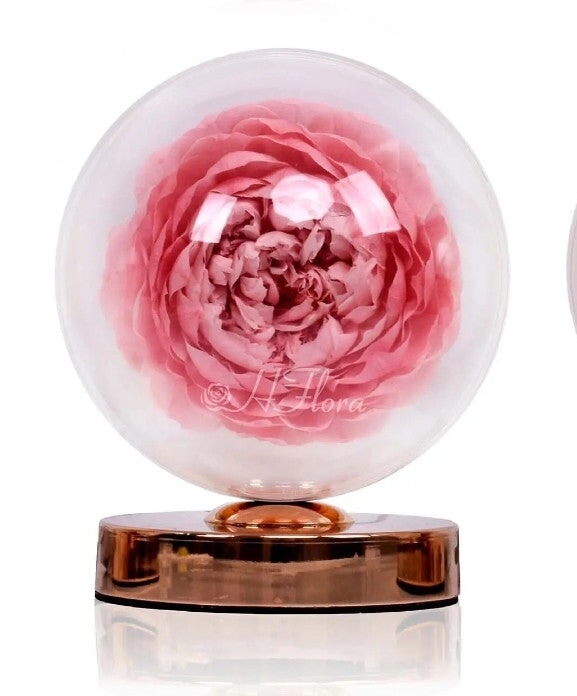 Preserved Peony table lamp in a Glass dome I Gifts for her I Forever Eternal Roses - BAS Kuwait Bab Al Saif Pink Standard 